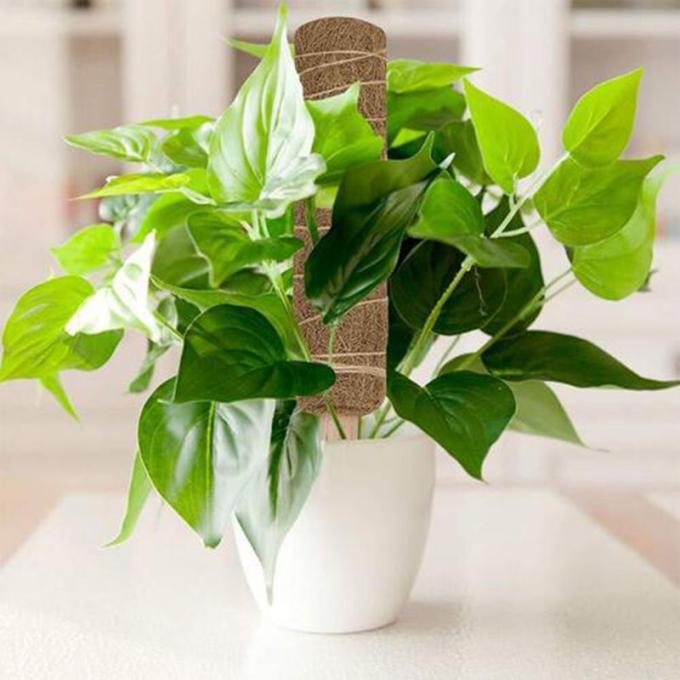 Πύργος για φυτά Μονστερά, Πύργοι στήριξης φυτών για εσωτερικά φυτά αναρρίχησης, Πύργοι Μονστερά 3