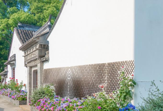 Φυσικά κλαδιά ιτιάς για ένα τέλειο φόντο και λύση ιδιωτικής ζωής 3