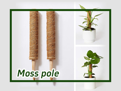 Πώς να χρησιμοποιήσετε το Moss Pole for Climbing Plants Monstera;