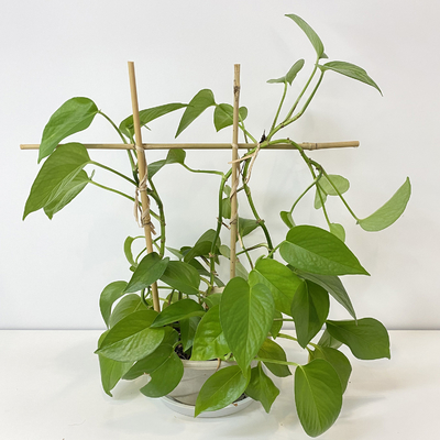 100% πάσσαλοι 6m μπαμπού πρώτης ύλης Trellis Handcrafted στεφανών μορφής του U λουλούδι υποστήριξης