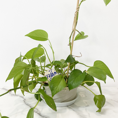 100% πάσσαλοι 6m μπαμπού πρώτης ύλης Trellis Handcrafted στεφανών μορφής του U λουλούδι υποστήριξης