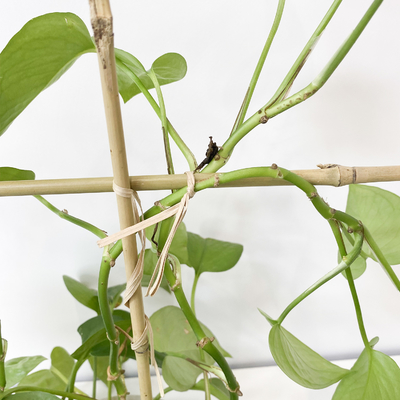 100% πάσσαλοι 6m μπαμπού πρώτης ύλης Trellis Handcrafted στεφανών μορφής του U λουλούδι υποστήριξης