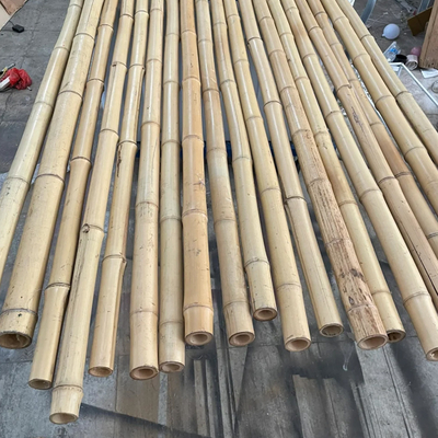 18 mm έως 160 mm Διαμέτρου Μπαμπού Κάννα Moso Μπαμπού Στύλος Κατασκευή Γεωργία
