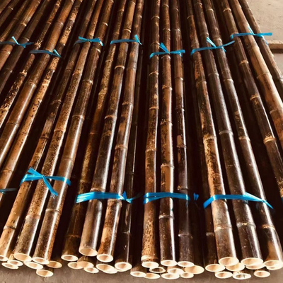 ακατέργαστο μπαμπού Πολωνός 120cm