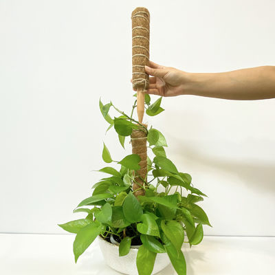 Στήριξη φυτών Κοκκότο Κοκαΐνη ραβδί Σθεναρή σκαλοπάτη για αμπελώνες