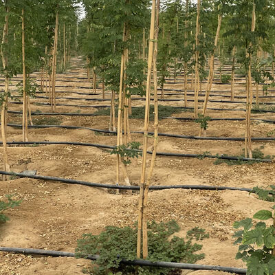 Περιβαλλοντικά φιλικό και προσαρμόσιμο μέγεθος μπαμπού για υποστήριξη φυτών κήπου με θεραπεία αντισηπτικής