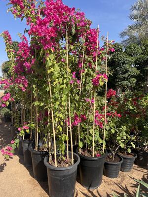 Πασσαλάκια κήπου, 18 ίντσες Φυσικά πασσάλους φυτών από μπαμπού, Πάσσαλοι στήριξης φυτών με δεματικά, Ραβδιά μπαμπού για ντομάτες, φασόλια, λουλούδια, φυτά σε γλάστρες, αναρριχητικά φυτά εσωτερικού και εξωτερικού χώρου